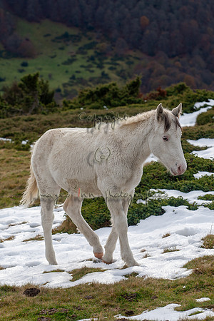 20081101_EKL_0018