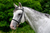 Haras Nationaux. Nathan de la Tour