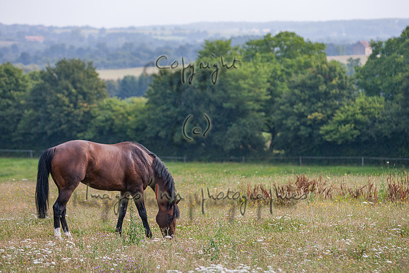 20080725_EKL_0073