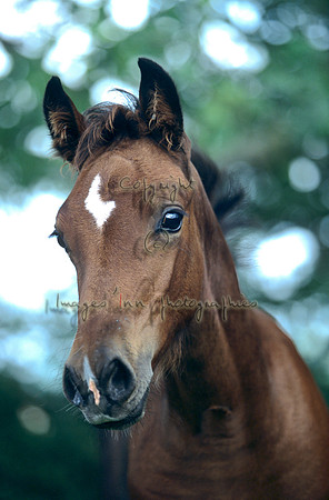 Poulain 01