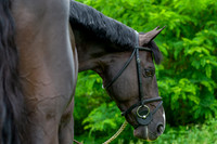 Haras Nationaux. Luccianno