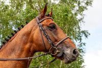 Haras Nationaux. Flipper d'Elle